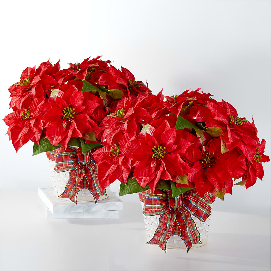 Happiest Holidays Poinsettia Bundle – Double D Flower Shop, Mercedes TX
