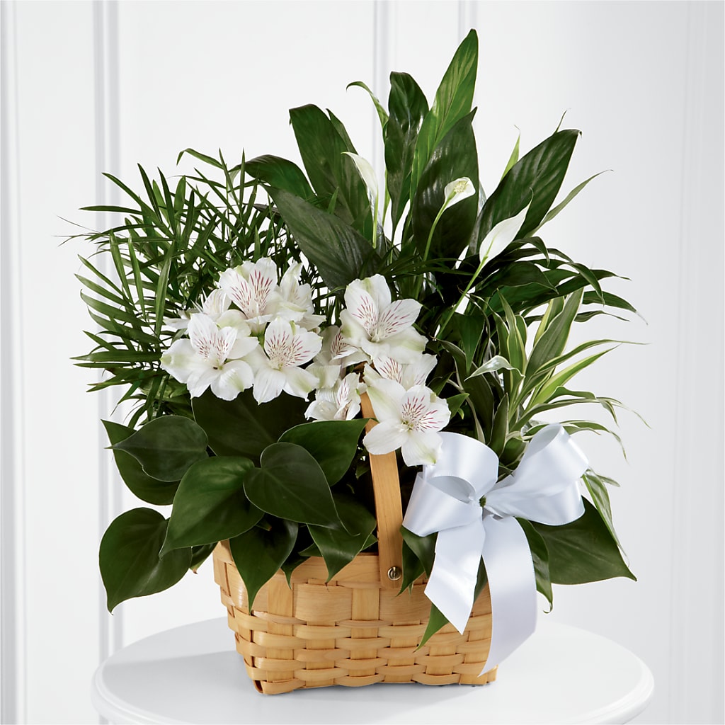 Peace & Serenity Dishgarden – Double D Flower Shop, Mercedes TX