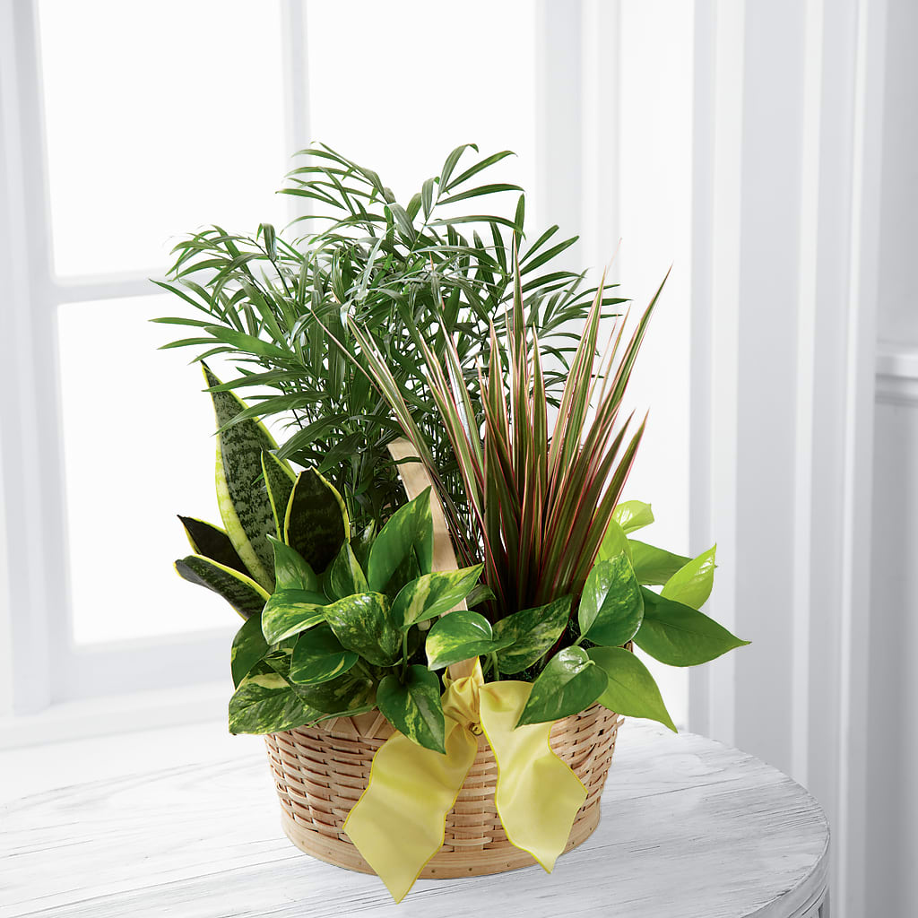 French Garden – Double D Flower Shop, Mercedes TX