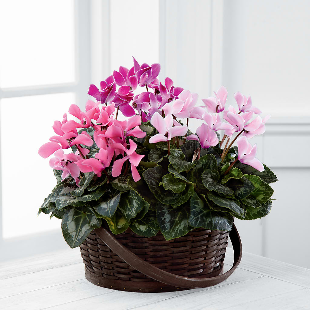 Mixed Cyclamen Planter – Double D Flower Shop, Mercedes TX