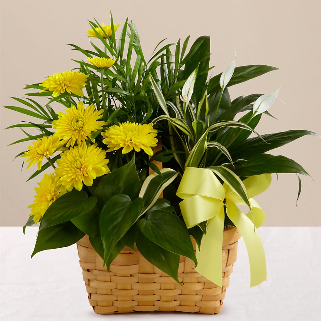 Loving Light Dishgarden – Double D Flower Shop, Mercedes TX
