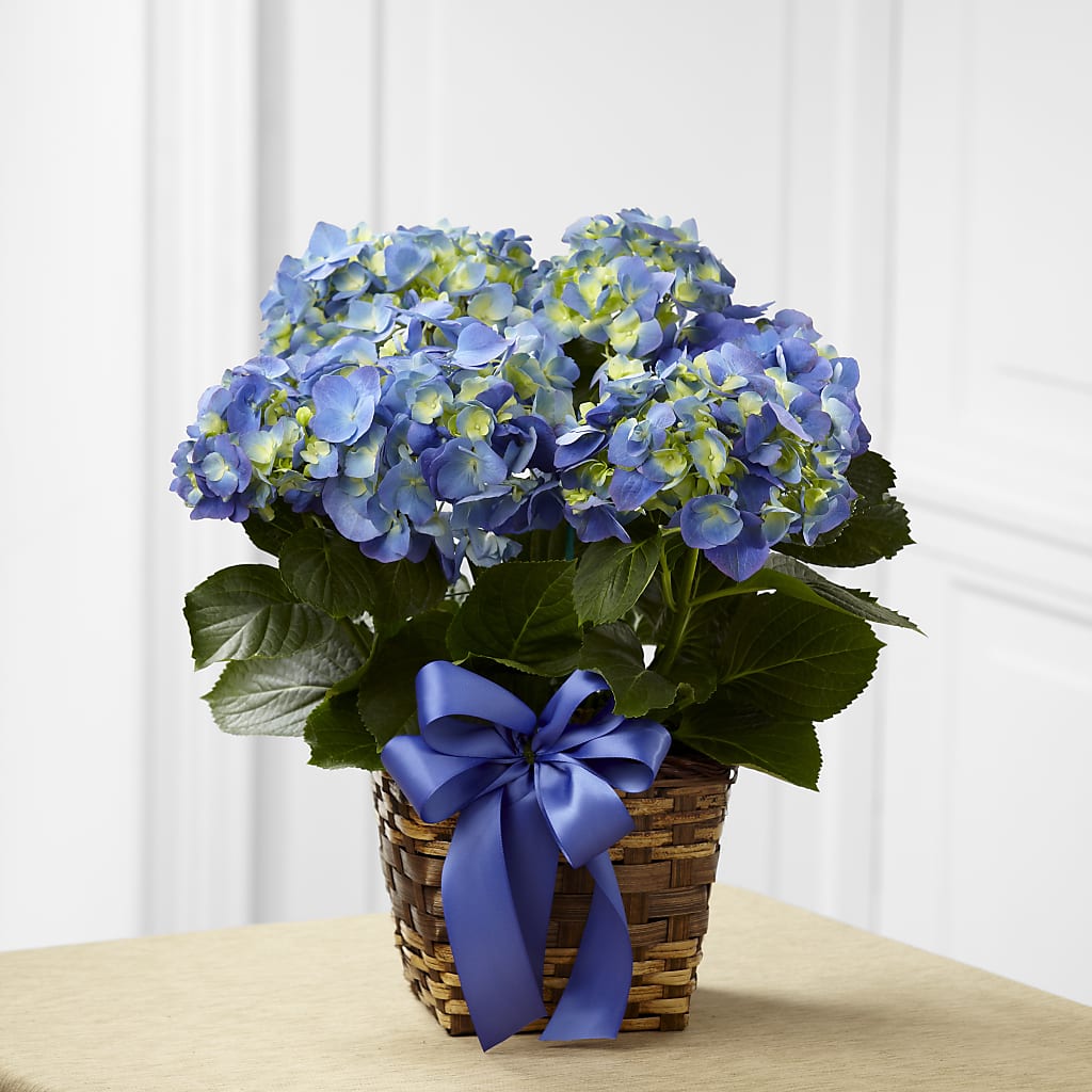 Blue Hydrangea Planter – Double D Flower Shop, Mercedes TX