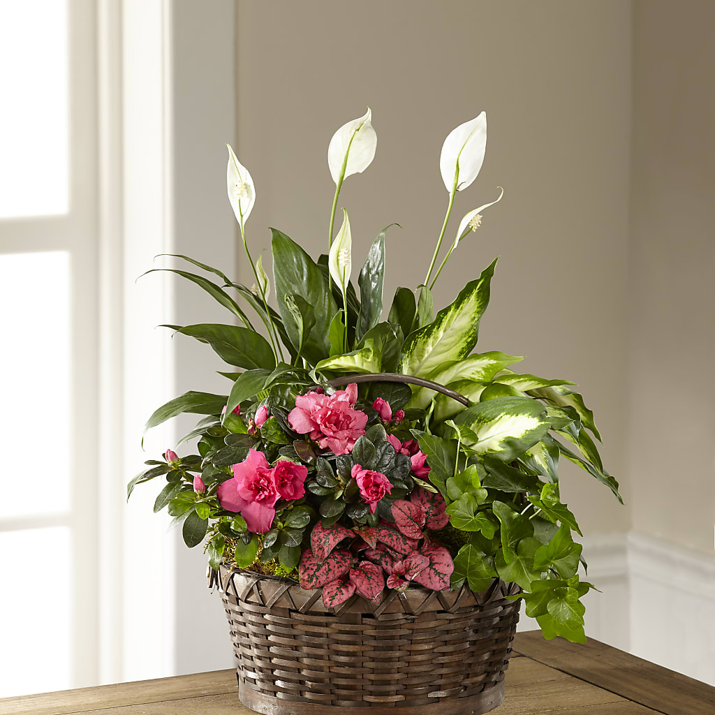 Dream in Pink Dishgarden – Double D Flower Shop, Mercedes TX