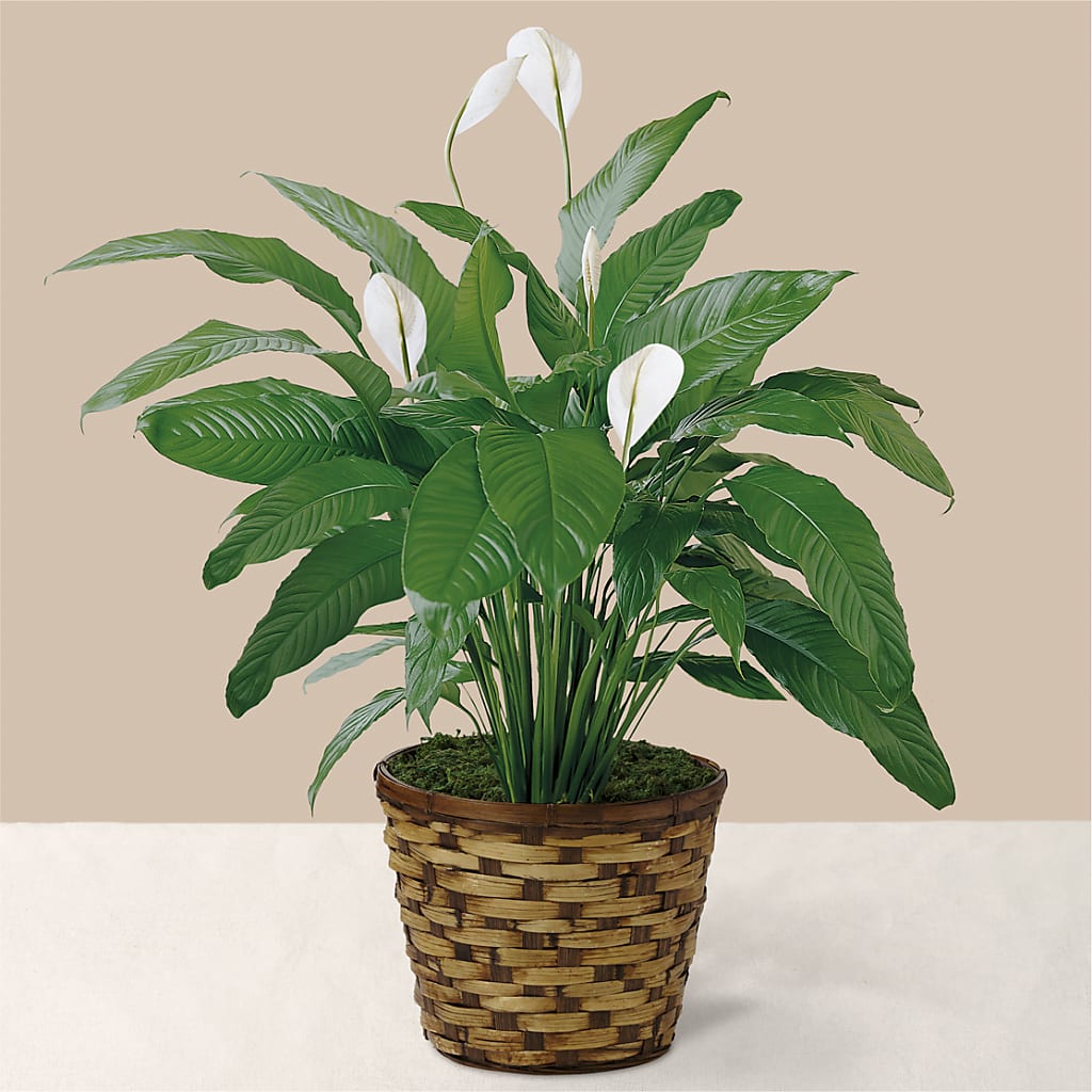 Tranquil Moments Peace Lily Plant – Double D Flower Shop, Mercedes TX