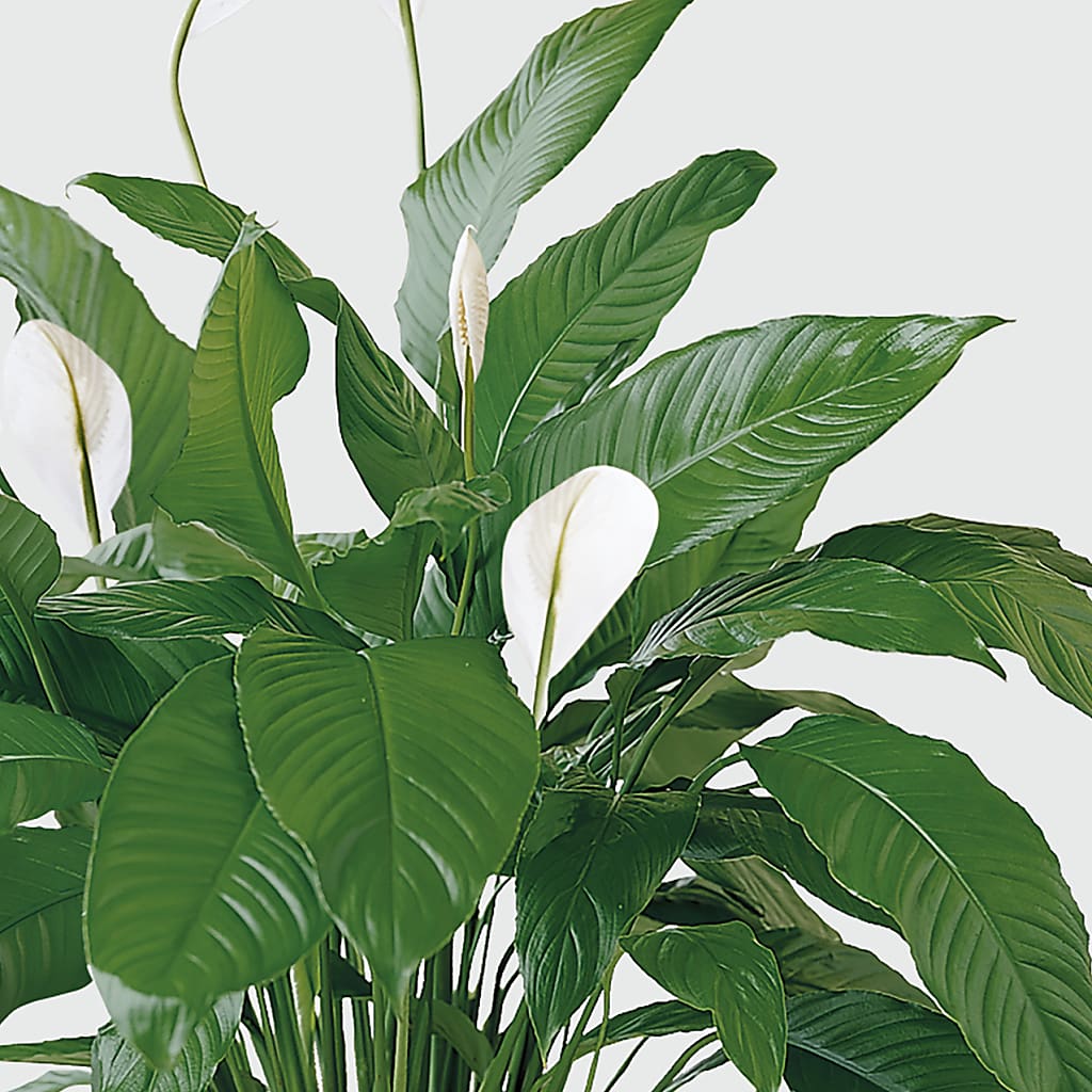 Tranquil Moments Peace Lily Plant – Double D Flower Shop, Mercedes TX
