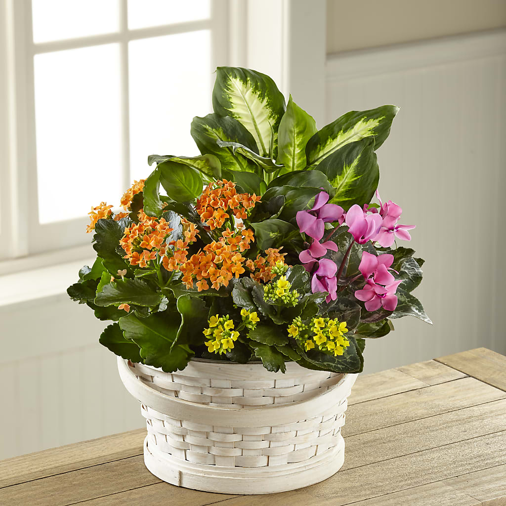 Color Crush Dishgarden – Double D Flower Shop, Mercedes TX