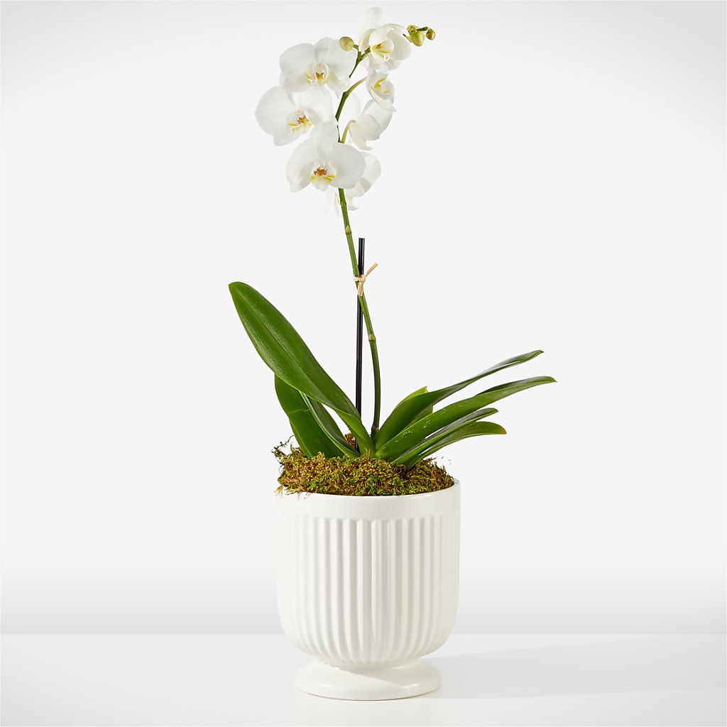 Whispering White Orchid – Double D Flower Shop, Mercedes TX