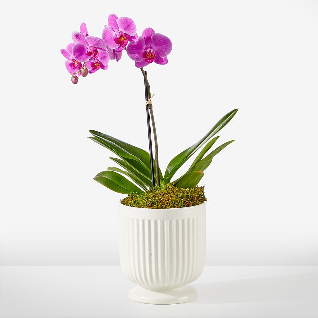 Friendly Fuchsia Orchid – Double D Flower Shop, Mercedes TX