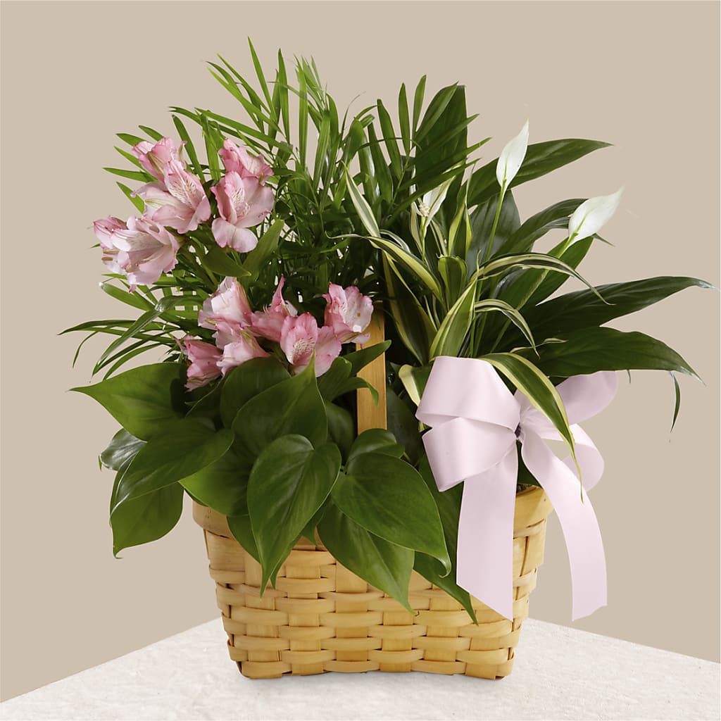 Living Spirit Dishgarden – Double D Flower Shop, Mercedes TX