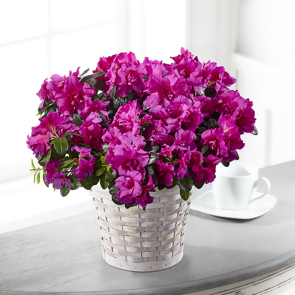 Hope & Serenity Azalea Plant – Double D Flower Shop, Mercedes TX