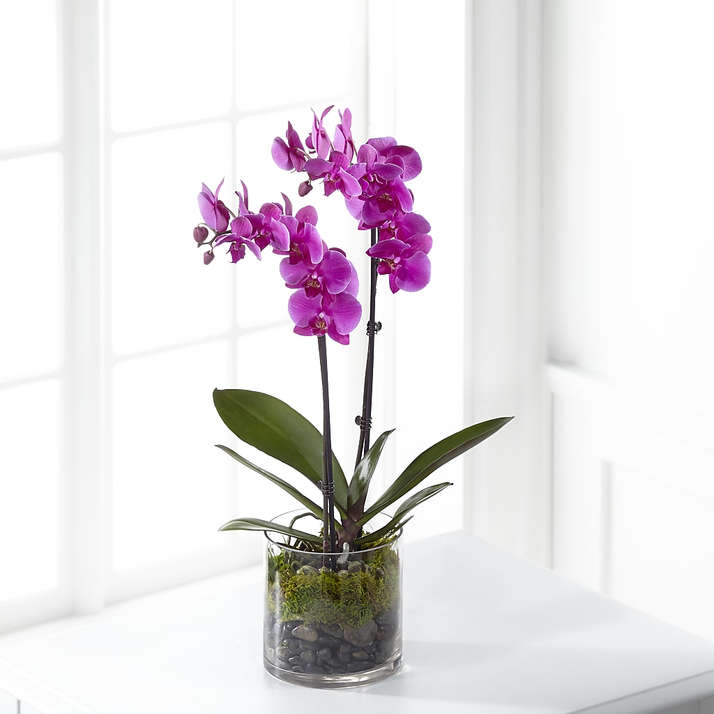 Pink Orchid Plant – Double D Flower Shop, Mercedes TX