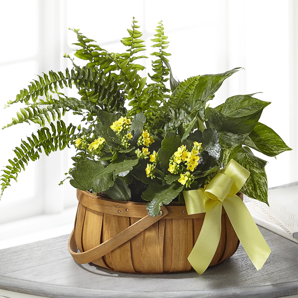 Always Dear Dishgarden – Double D Flower Shop, Mercedes TX