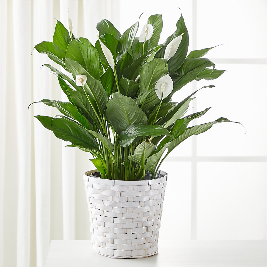 A New Leaf Peace Lily – Double D Flower Shop, Mercedes TX