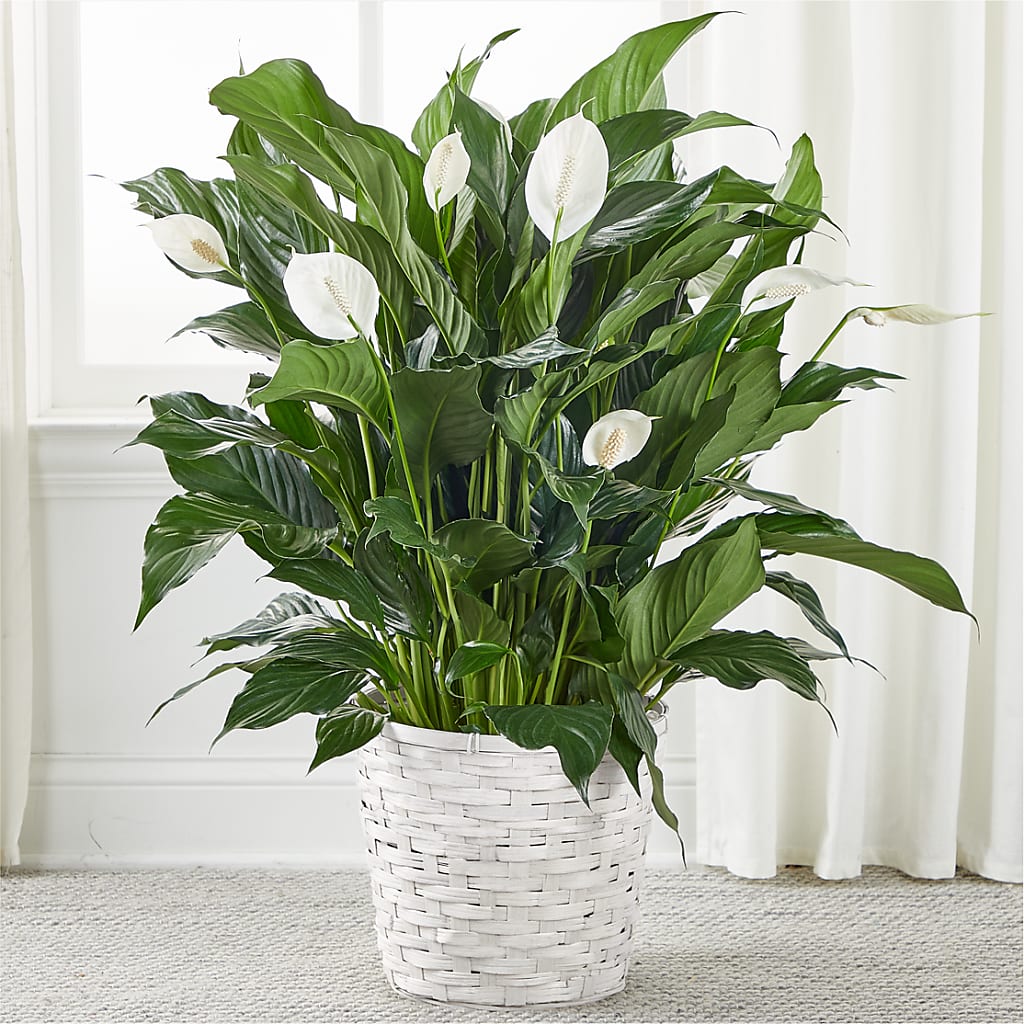 A New Leaf Peace Lily – Double D Flower Shop, Mercedes TX