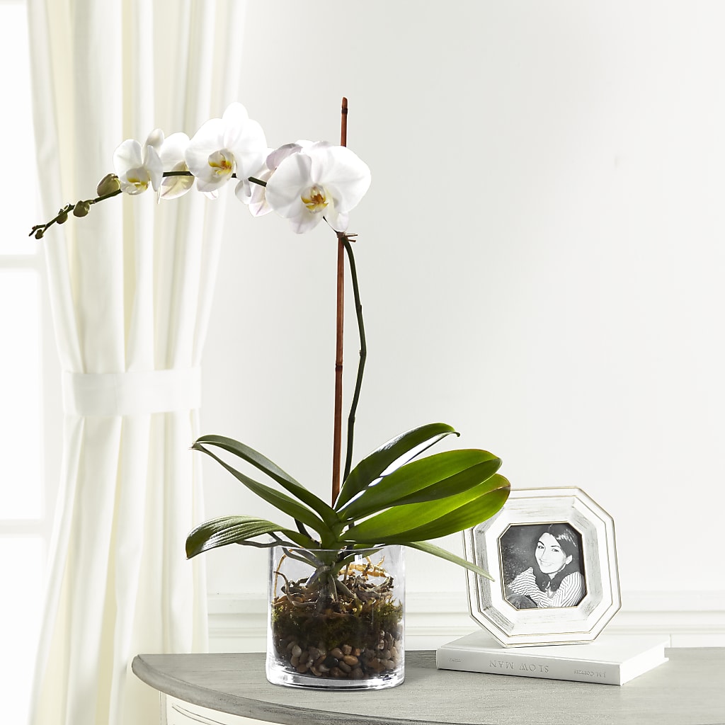 White Orchid Planter – Double D Flower Shop, Mercedes TX