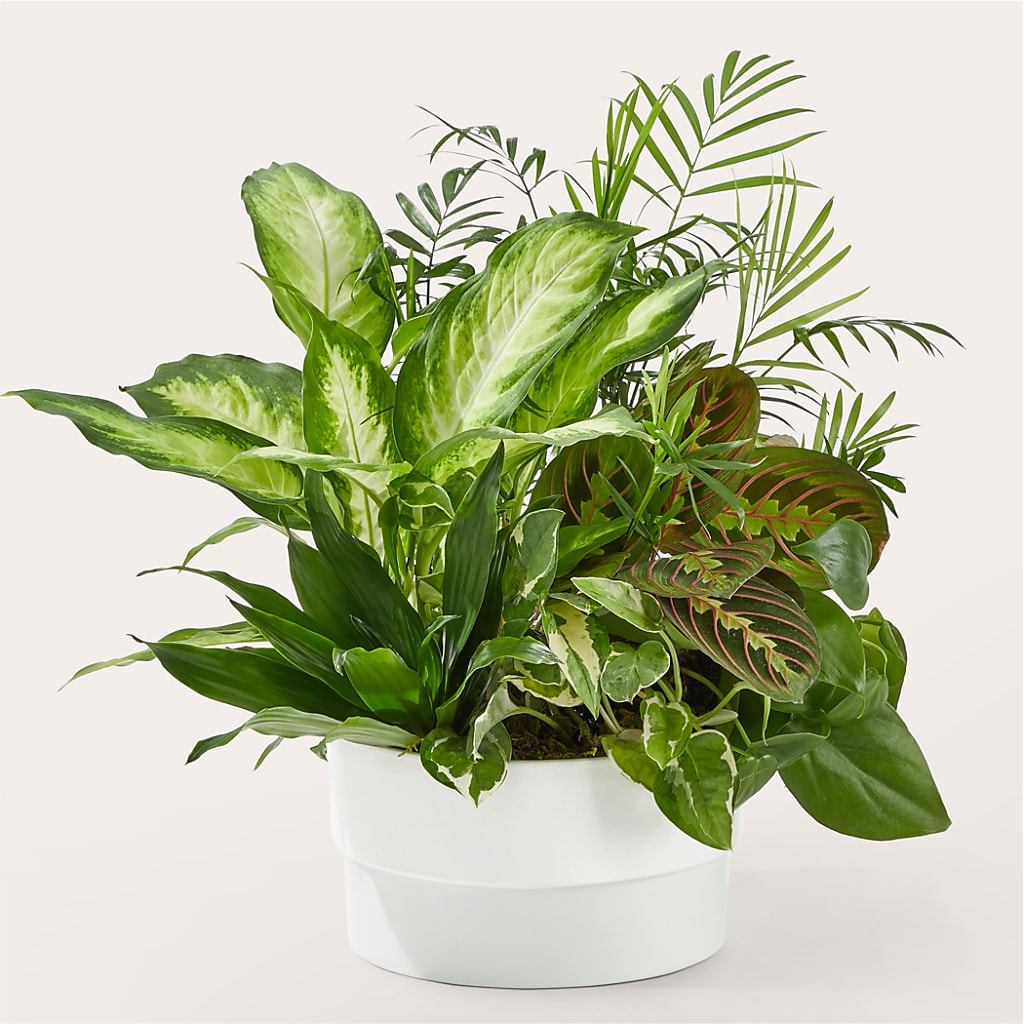 Radiating Positivity Dishgarden – Double D Flower Shop, Mercedes TX