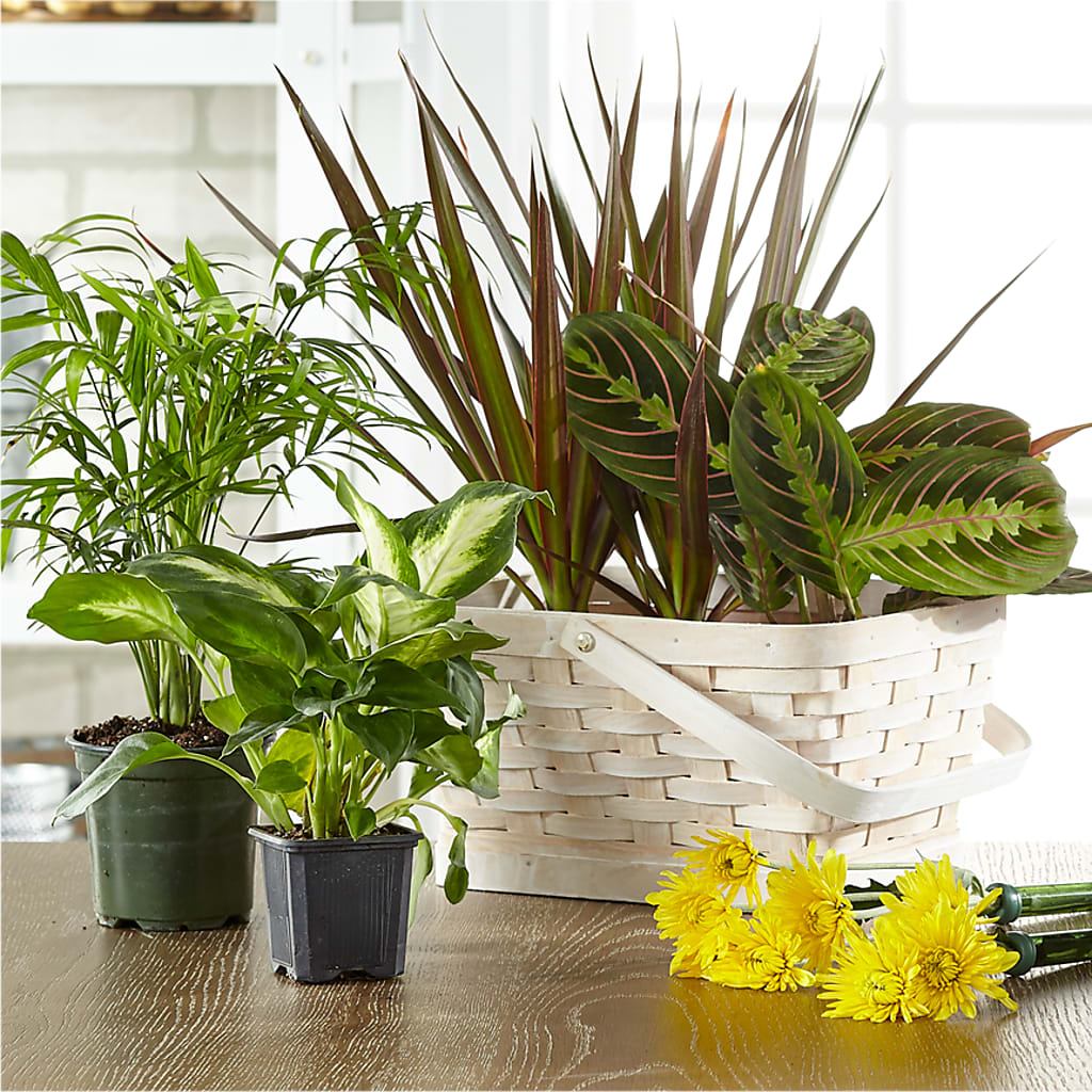 Florist Designed Blooming and Green Plants in a Basket –  Double D Flower Shop, Mercedes TX