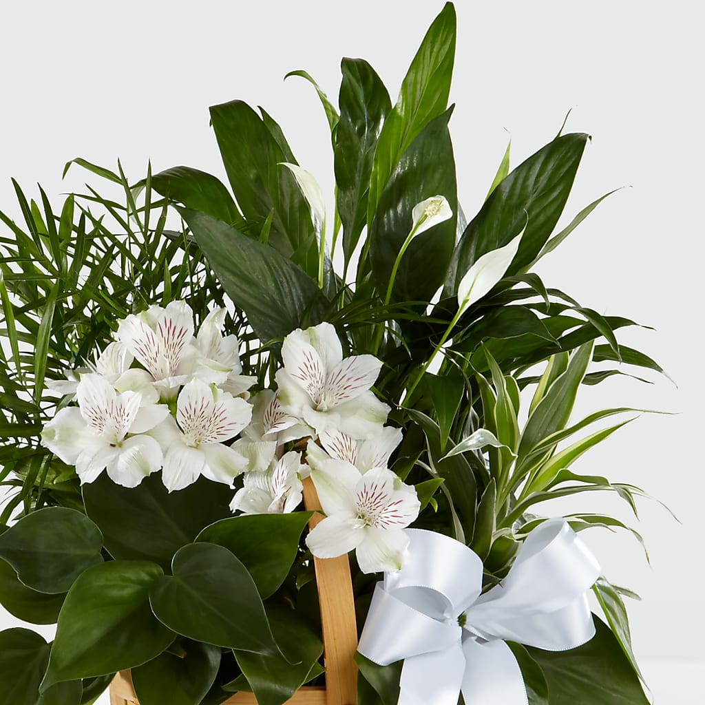 Peace & Serenity Dishgarden –  Double D Flower Shop, Mercedes TX