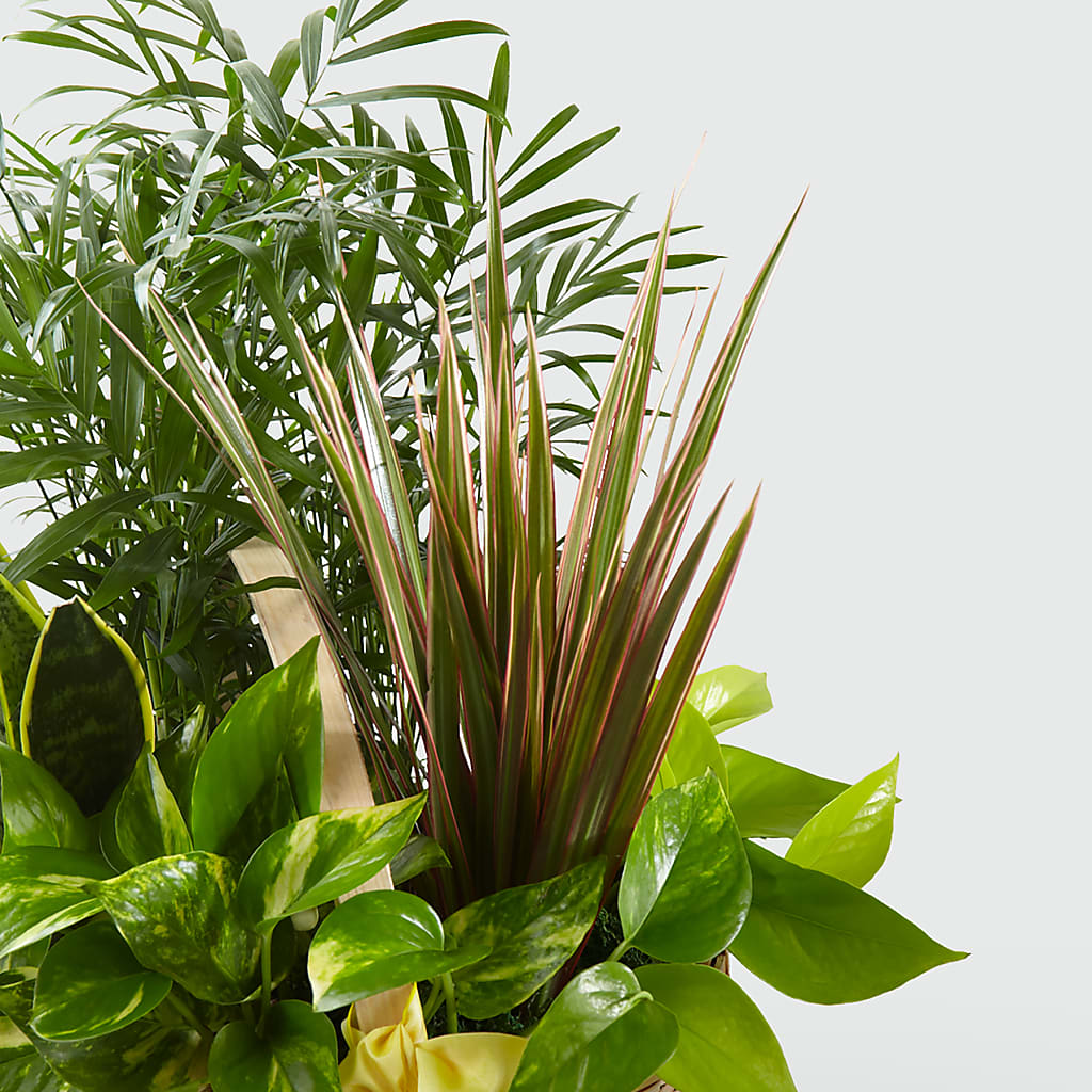 French Garden –  Double D Flower Shop, Mercedes TX