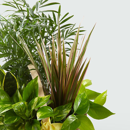 French Garden –  Double D Flower Shop, Mercedes TX