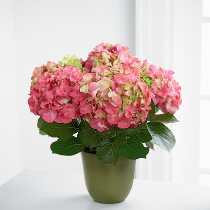 Pink Hydrangea Planter –  Double D Flower Shop, Mercedes TX