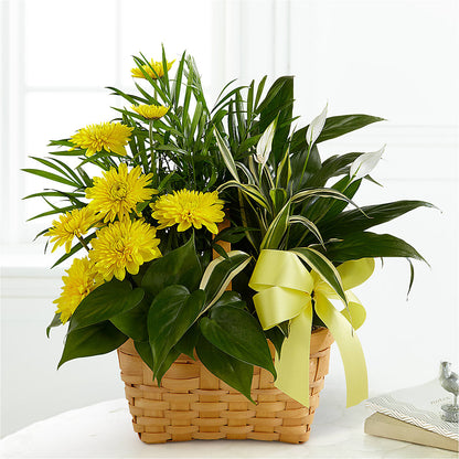 Loving Light Dishgarden –  Double D Flower Shop, Mercedes TX