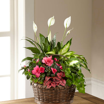 Dream in Pink Dishgarden –  Double D Flower Shop, Mercedes TX