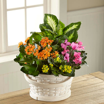 Color Crush Dishgarden –  Double D Flower Shop, Mercedes TX