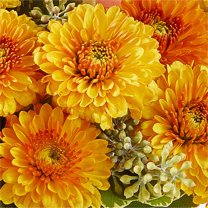 Peachy Pumpkin –  Double D Flower Shop, Mercedes TX