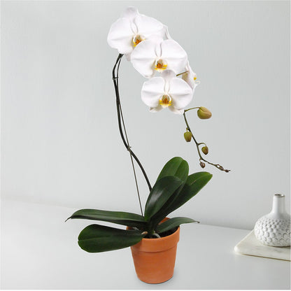 White Cascading Orchid –  Double D Flower Shop, Mercedes TX