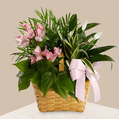 Living Spirit Dishgarden –  Double D Flower Shop, Mercedes TX