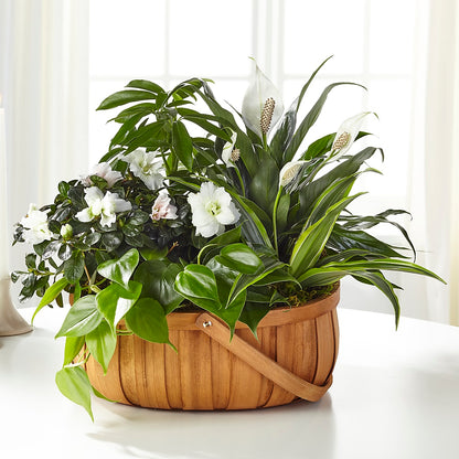 Serene Dishgarden –  Double D Flower Shop, Mercedes TX