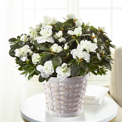 White Azalea Plant –  Double D Flower Shop, Mercedes TX