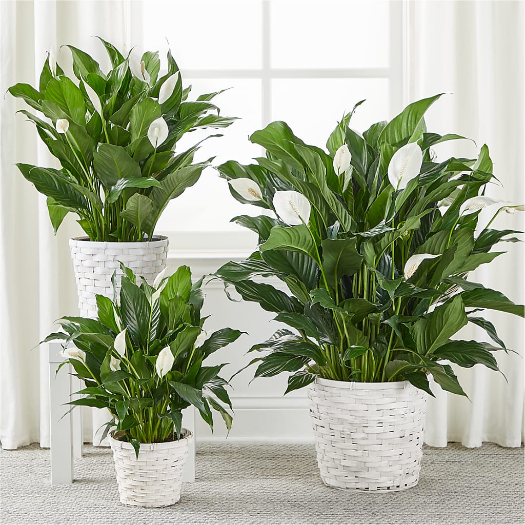 A New Leaf Peace Lily –  Double D Flower Shop, Mercedes TX
