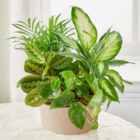 Balance & Harmony Dishgarden –  Double D Flower Shop, Mercedes TX