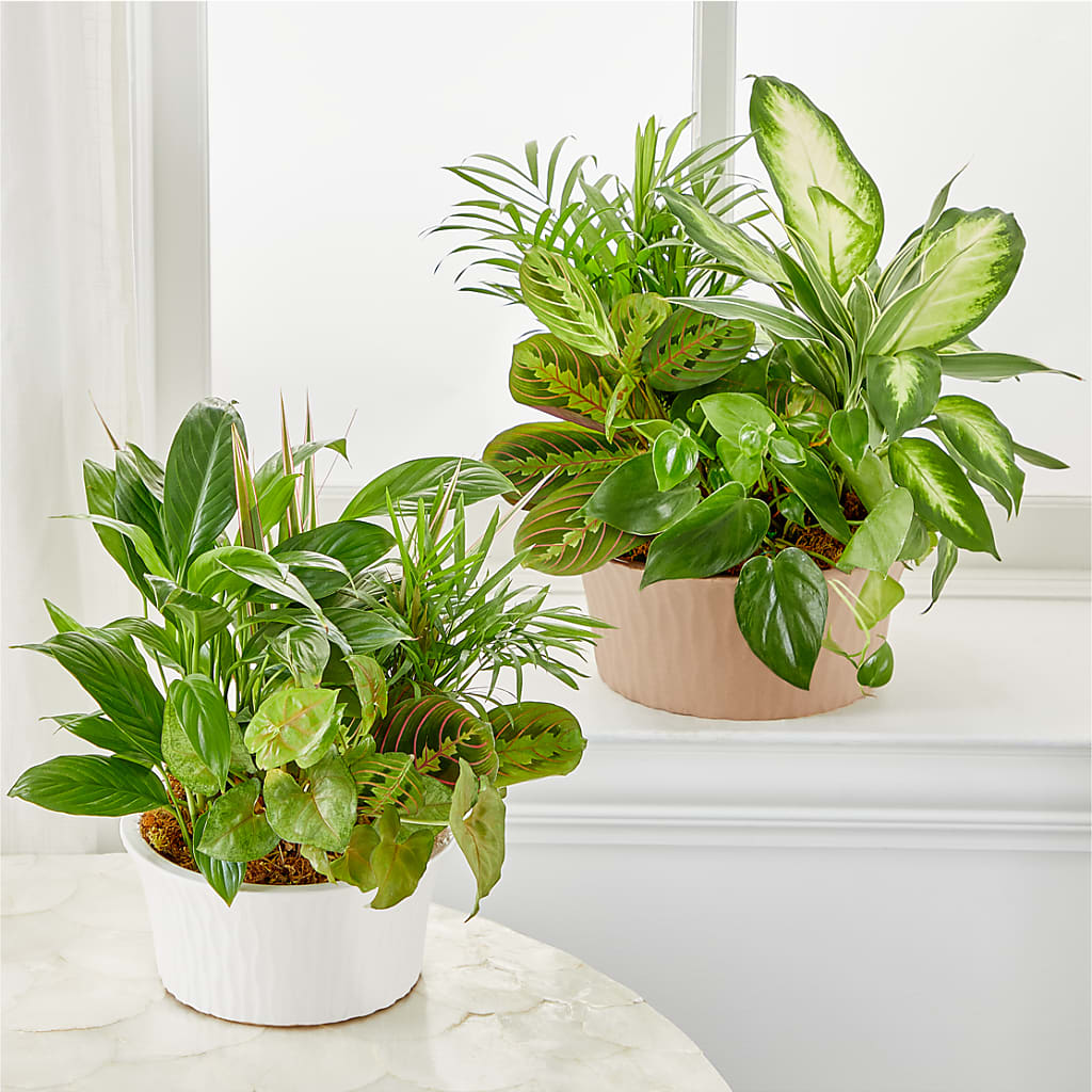 Balance & Harmony Dishgarden –  Double D Flower Shop, Mercedes TX