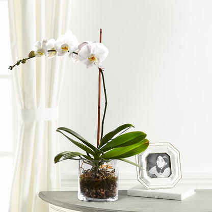 White Orchid Planter –  Double D Flower Shop, Mercedes TX