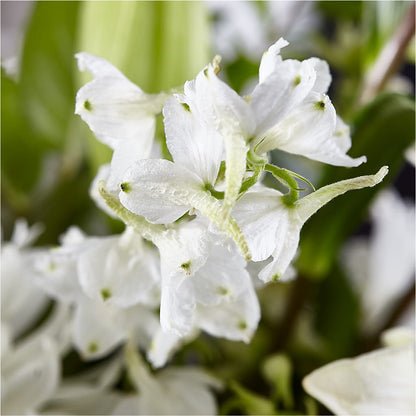 Classic Ivory – A Florist Original –  Double D Flower Shop, Mercedes TX