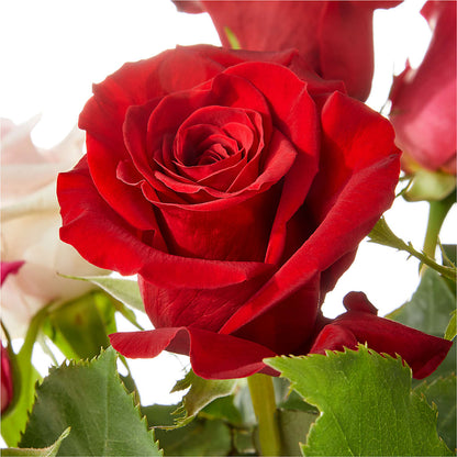 Love Notes Rose Bouquet –  Double D Flower Shop, Mercedes TX